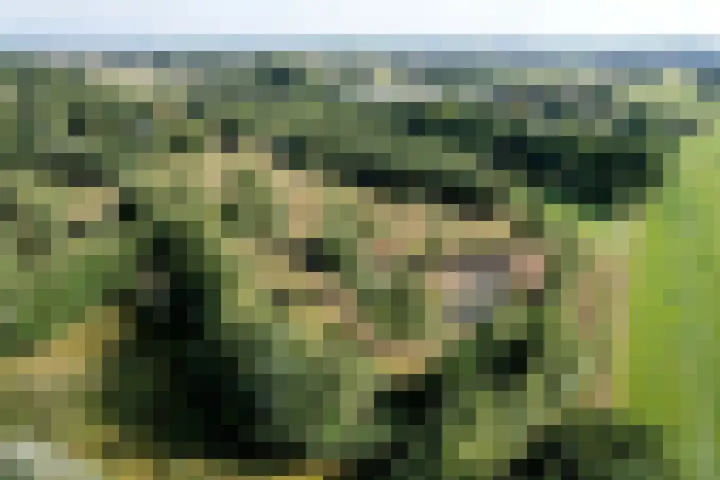 Buddezand 7 Wilp thumbnail 50