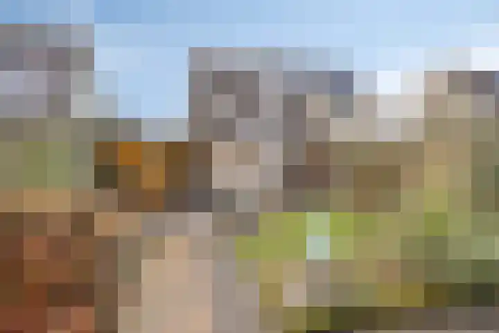 Buidelmees 72 Emmen thumbnail 23