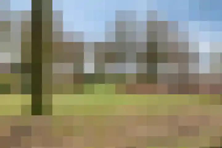 Buidelmees 72 Emmen thumbnail 31