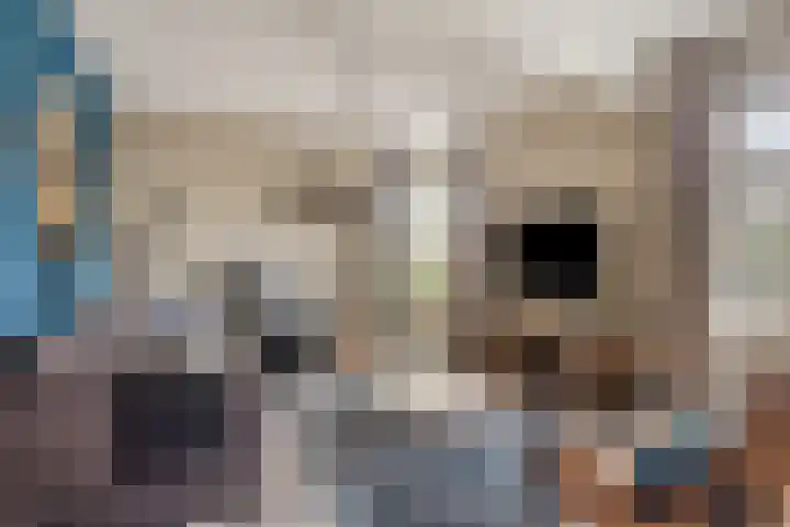 Buidelmees 72 Emmen thumbnail 5