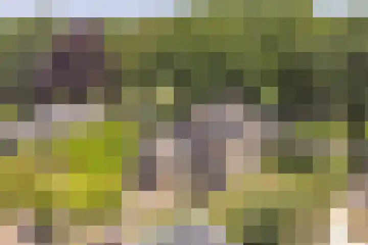 Buinerweg 11 Exloo thumbnail 43