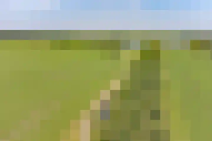 Buinerweg 11 Exloo thumbnail 69