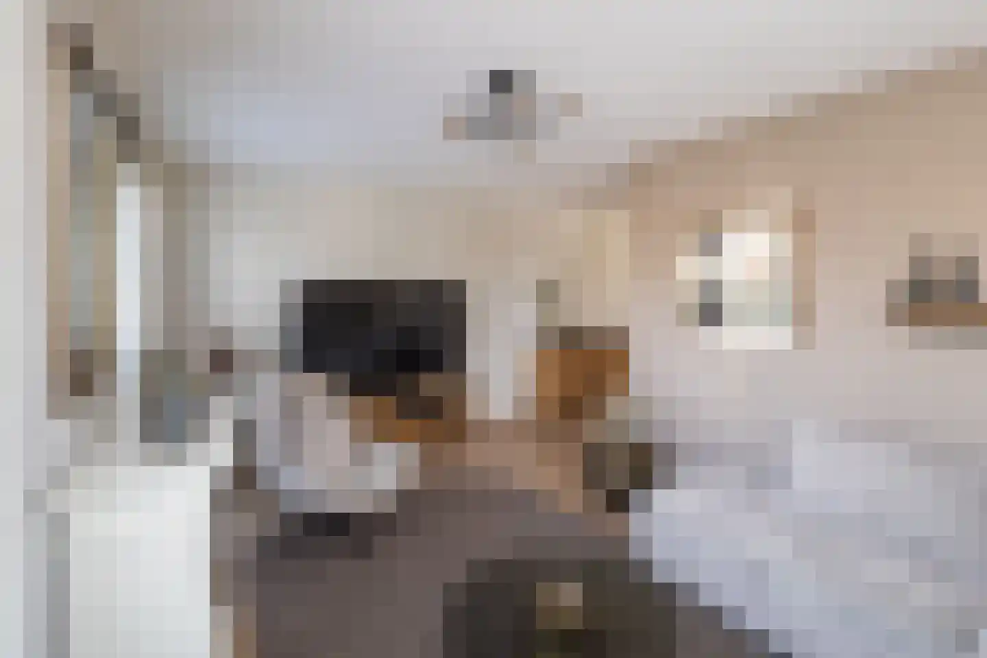 Buitenbos 1 Meteren thumbnail 16