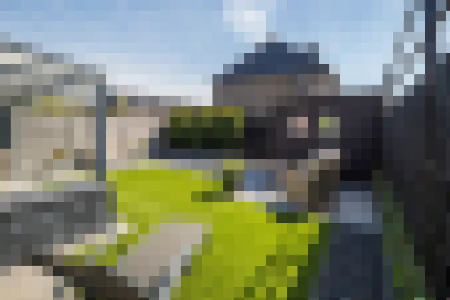 Buitenbos 1 Meteren thumbnail 5