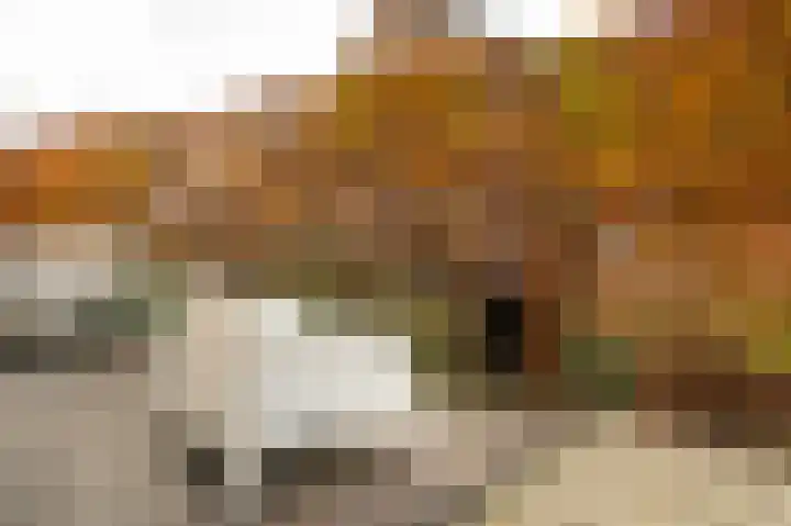 Buitenbos 14 Meteren thumbnail 40