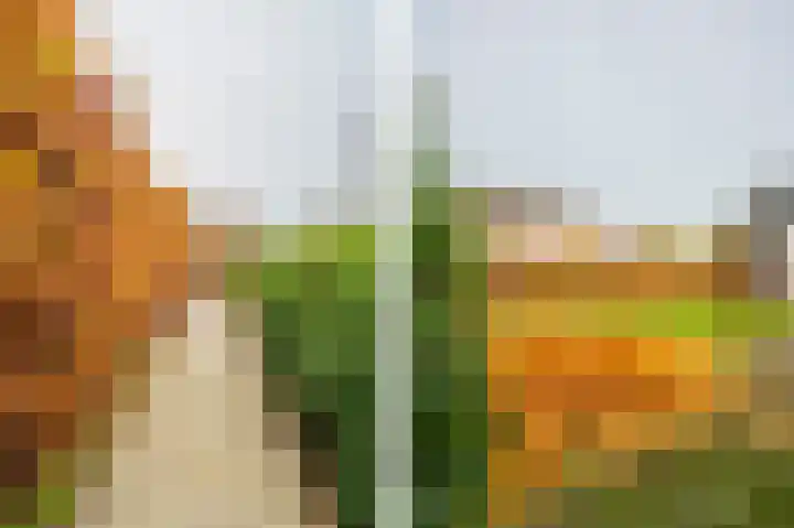 Buitenbos 14 Meteren thumbnail 43