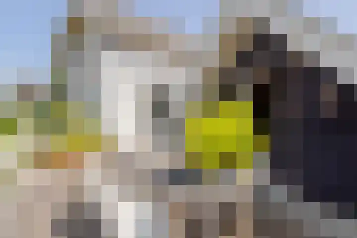 Buitendams 134 Hardinxveld-Giessendam thumbnail 13