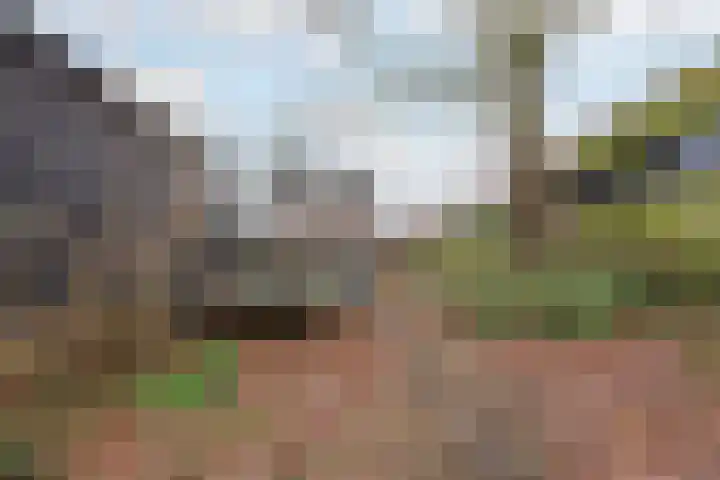 Buitendijk 71 Hank thumbnail 41