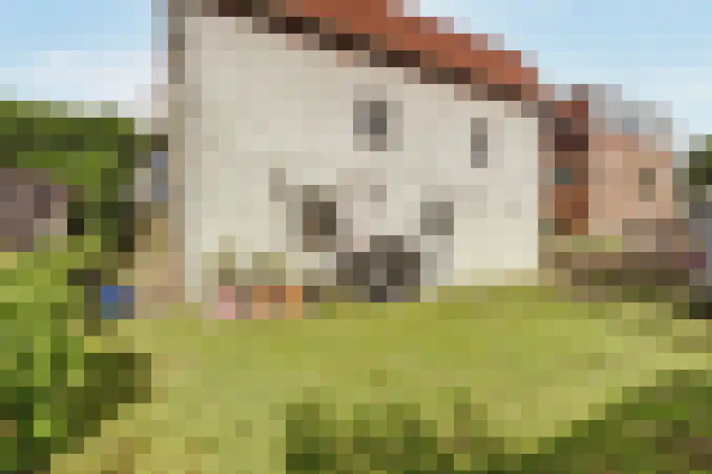 Buitendijk 72 Hank thumbnail 47