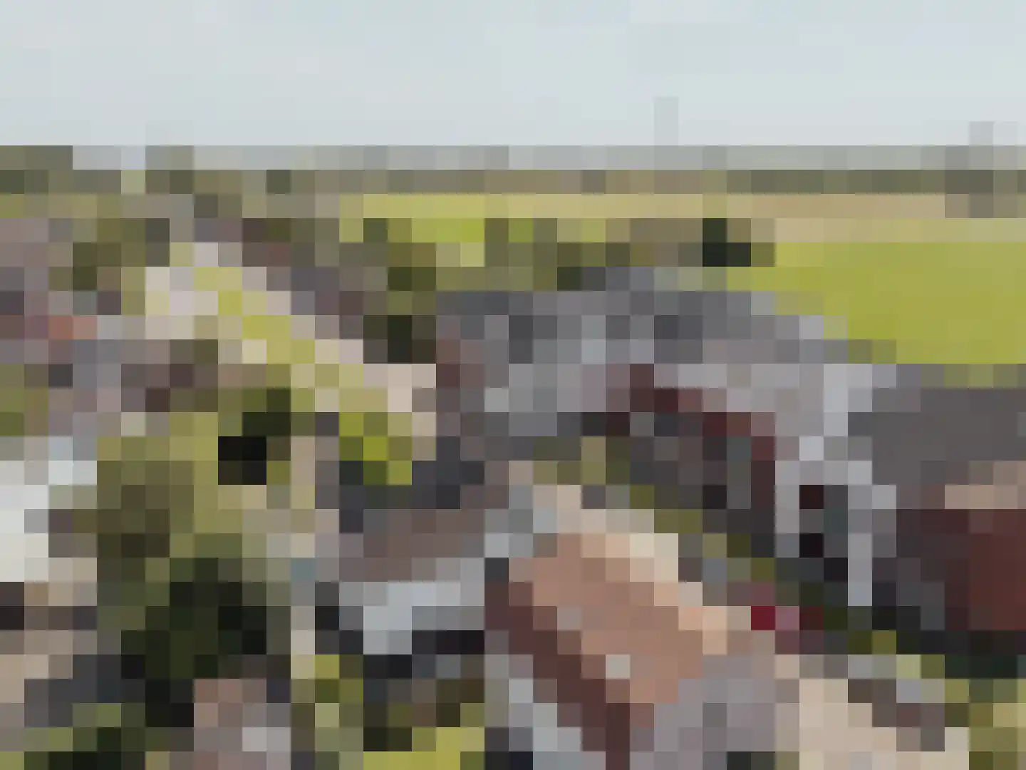 Buitendijk 72 Hank thumbnail 58