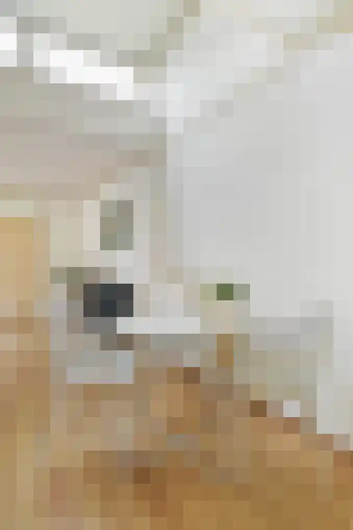 Buitenerf 144 Breda thumbnail 18