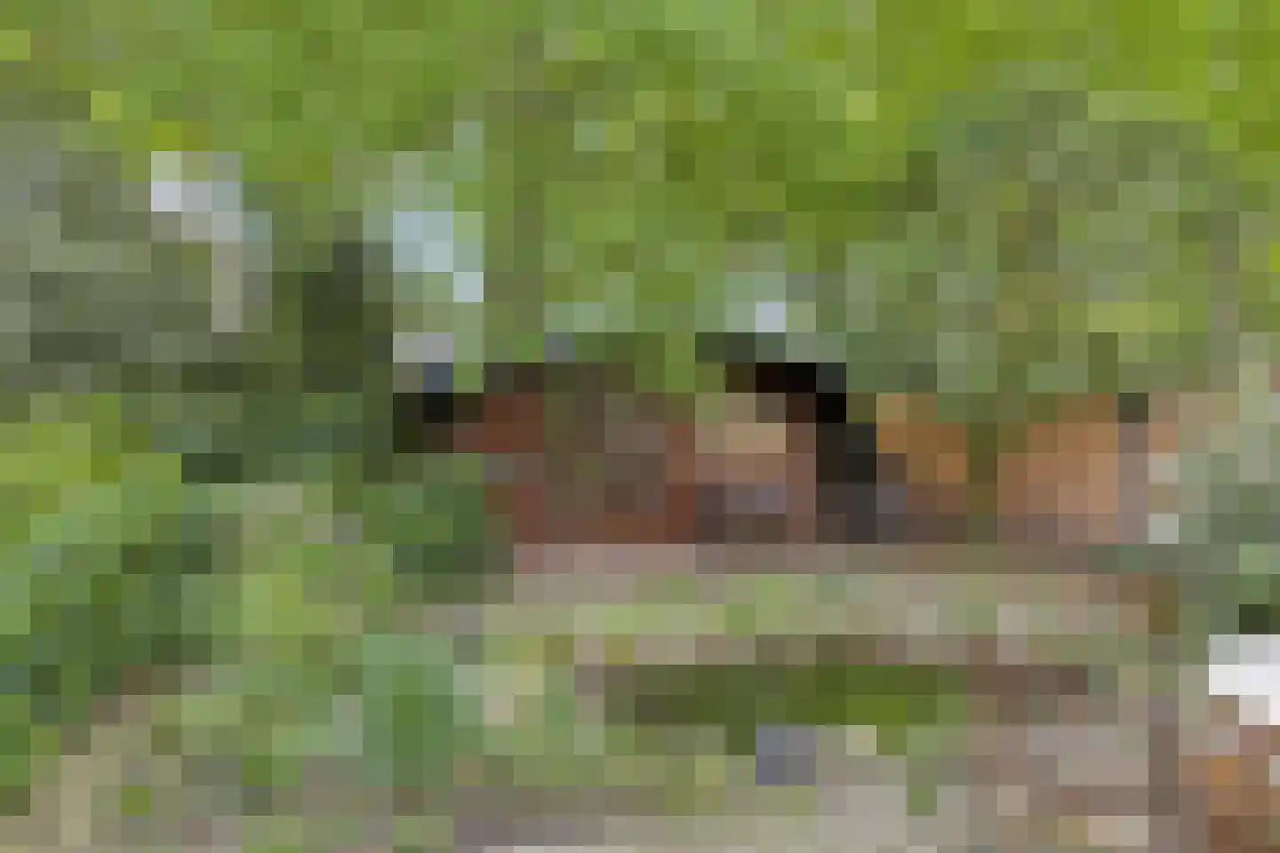 Buitenhagen 6 Goor thumbnail 40