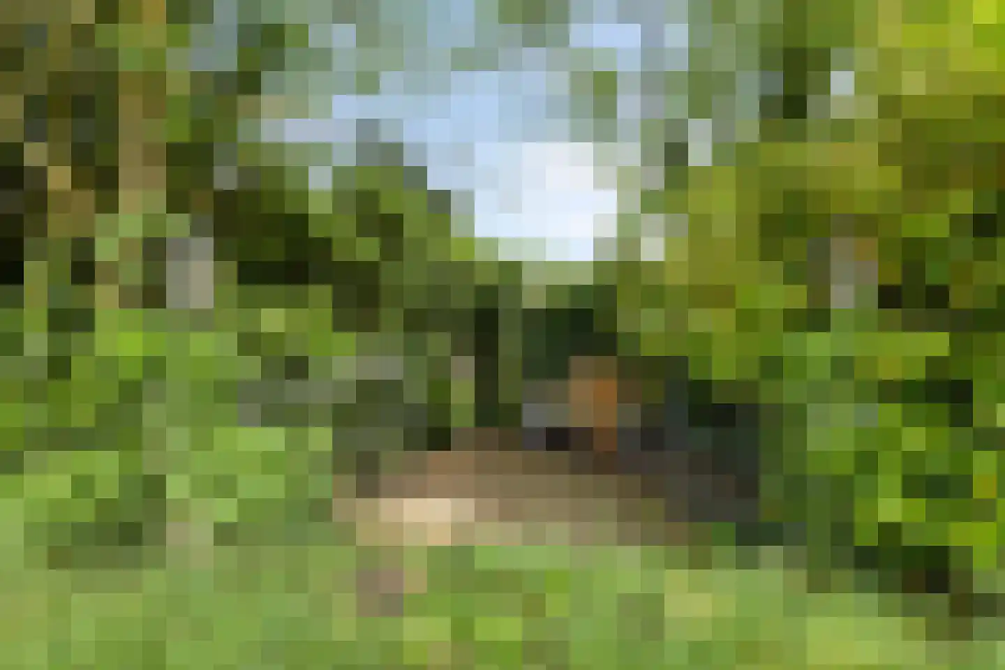 Buitenhagen 6 Goor thumbnail 49