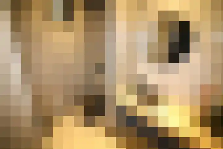 Buitenhof 9 Vriezenveen thumbnail 30