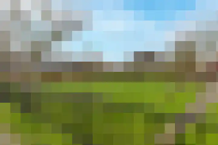 Buitenkruier 64 Stompetoren thumbnail 52
