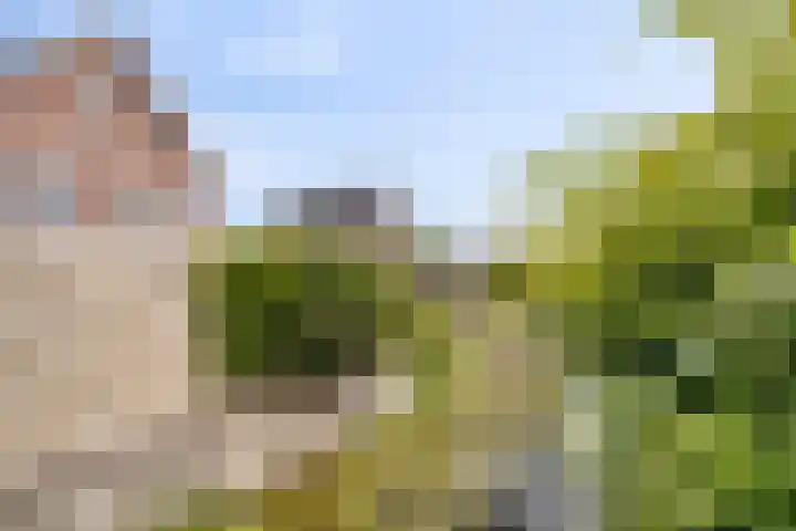 Buitenkruier 83 Stompetoren thumbnail 39