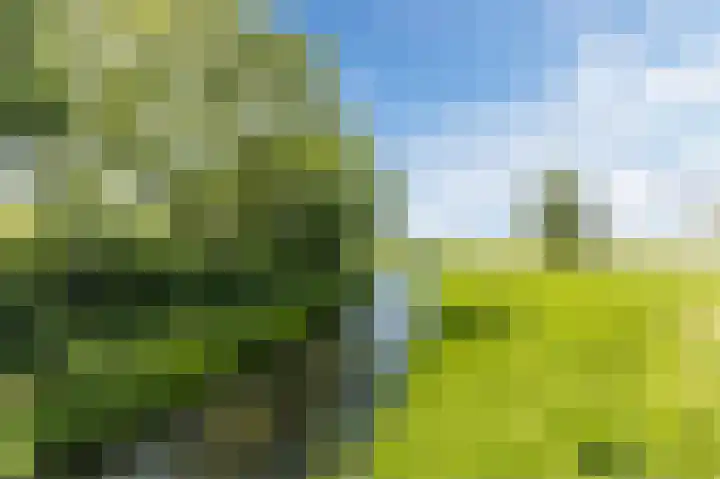 Buitenkruier 99 Stompetoren thumbnail 72