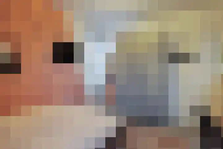 Buitenpas 10 Heesch thumbnail 34