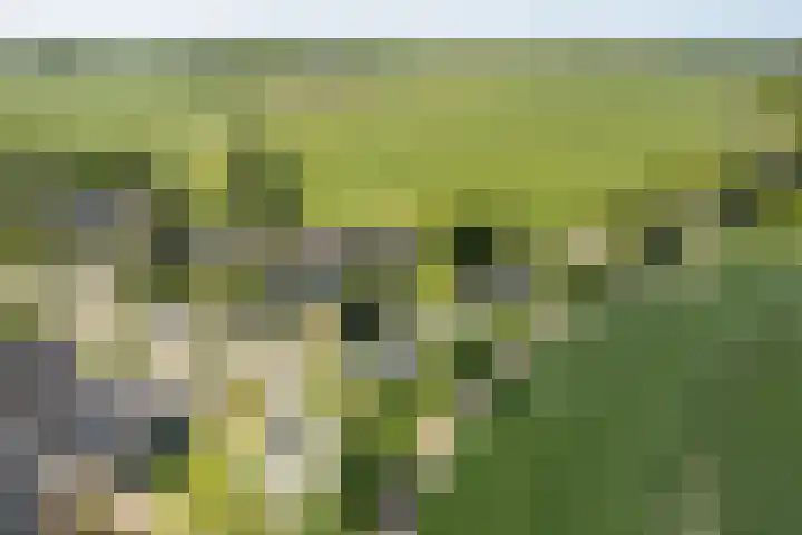 Buitensingel 1 Oldehove thumbnail 6