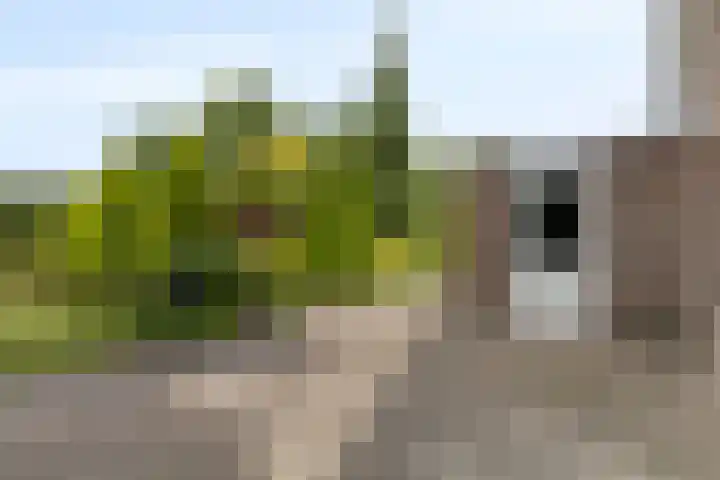 Buitensingel 1 Sappemeer thumbnail 28