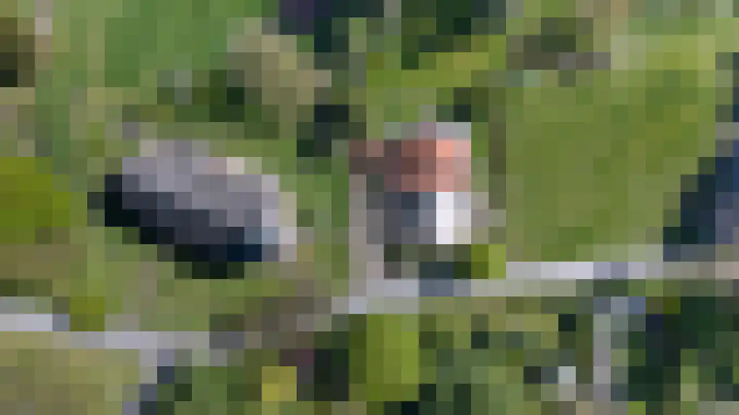 Buitensingel 62 Ellecom thumbnail 59