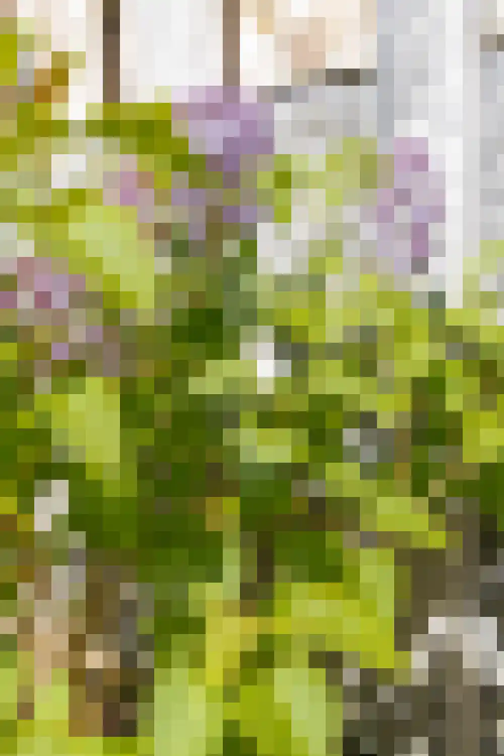 Buitentuin 102 Zaltbommel thumbnail 53