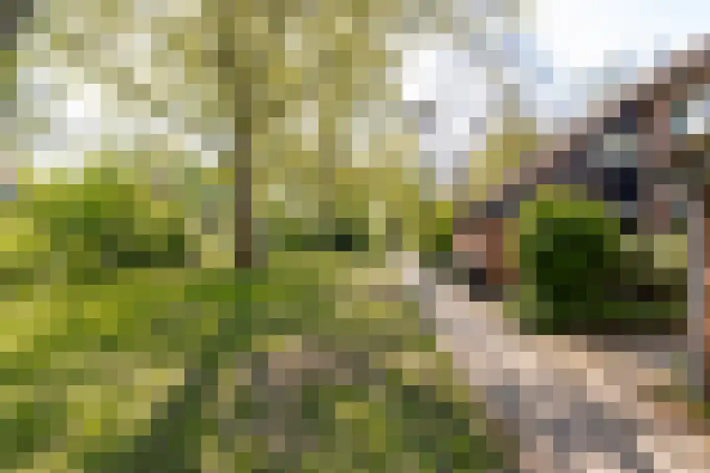 Buitentuin 108 Zaltbommel thumbnail 44