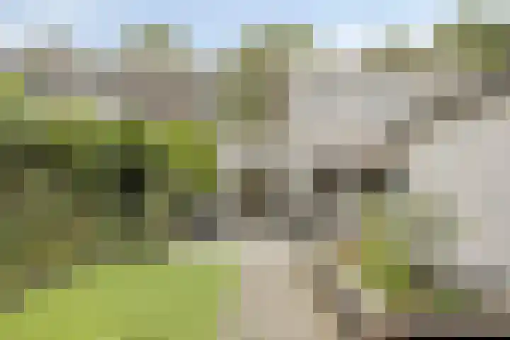 Buitenweg 11 Krimpen aan de Lek thumbnail 35