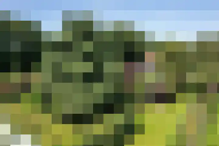 Buitenweg 18 Nieuwehorne thumbnail 64