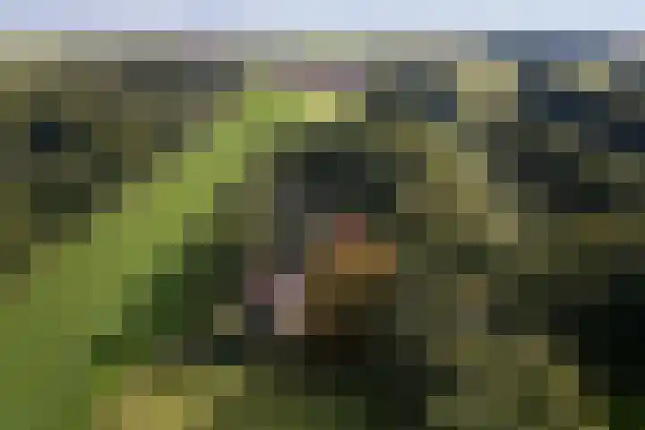 Buitenweg 34 Nieuwehorne thumbnail 30