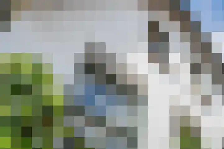 Buitenweg 43 Maurik thumbnail 4
