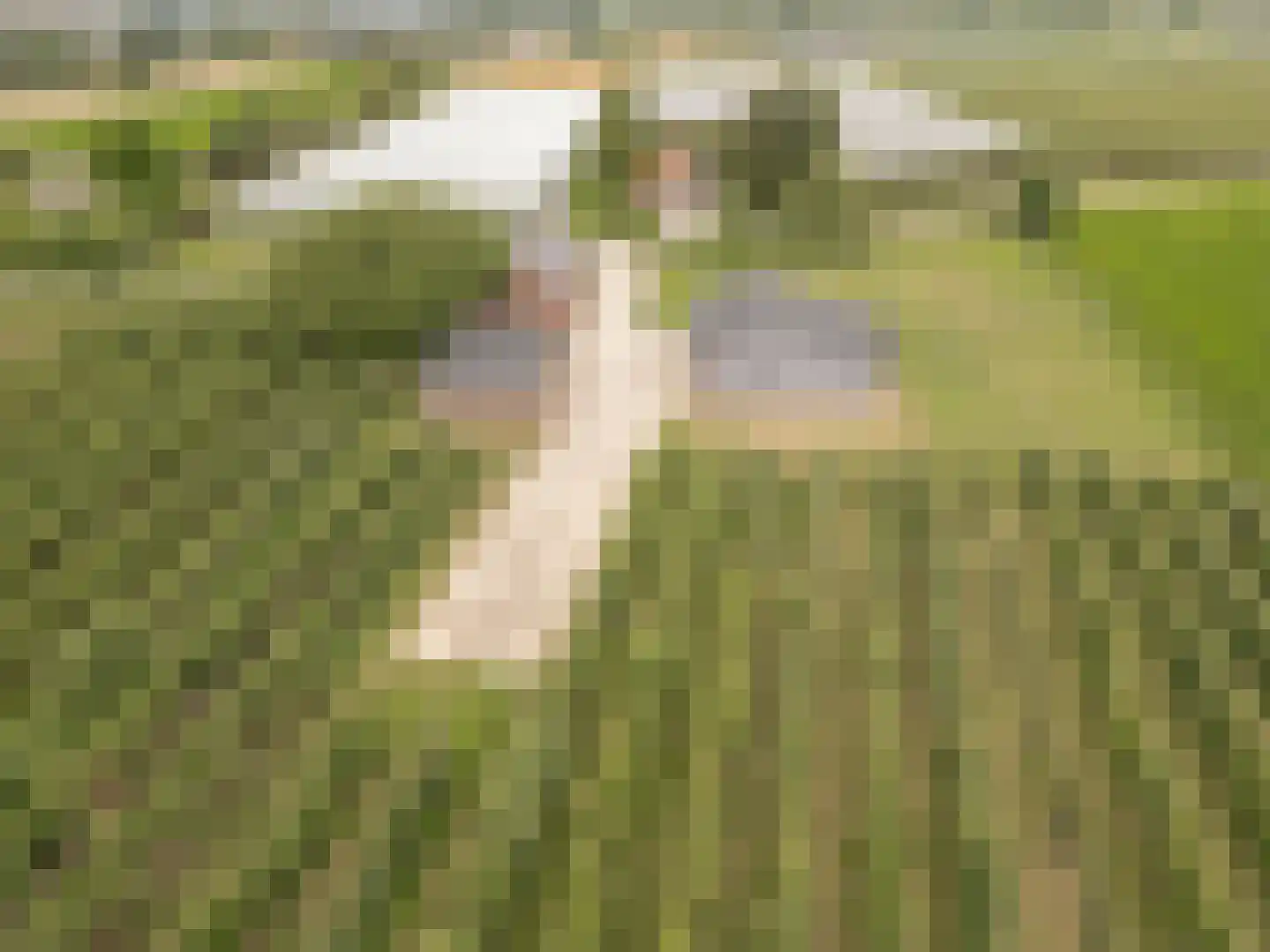 Buitenweg 74 Maurik thumbnail 32