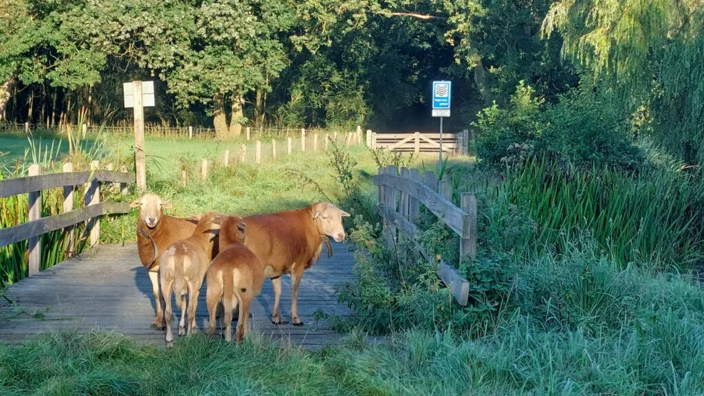 Photo d'équipe de Buitenwonen