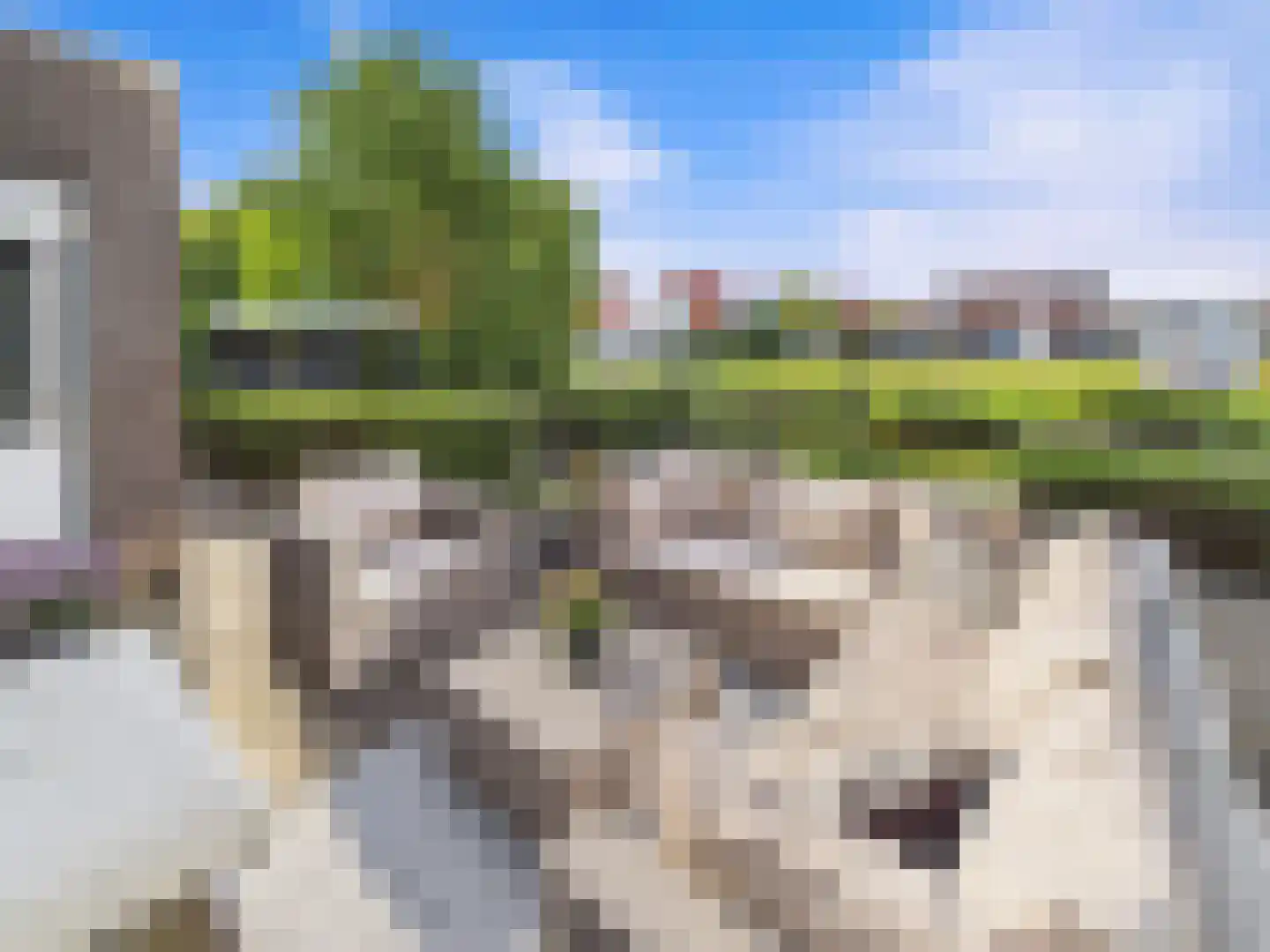 Buizerd 11 Terneuzen thumbnail 52