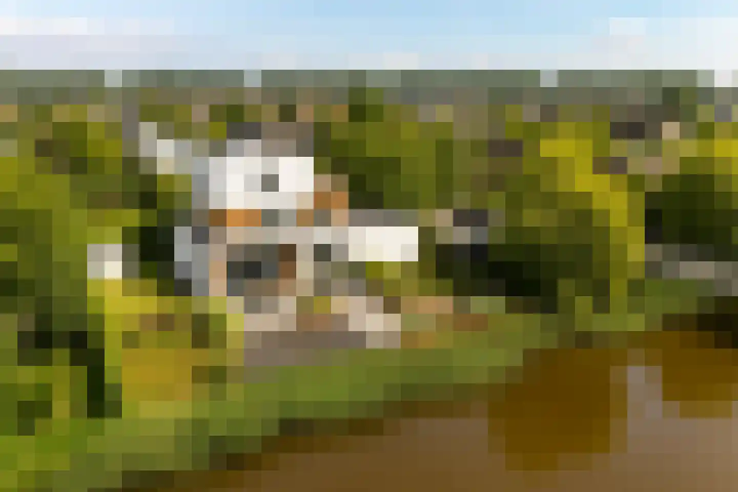 Buizerd 11 Terneuzen thumbnail 69