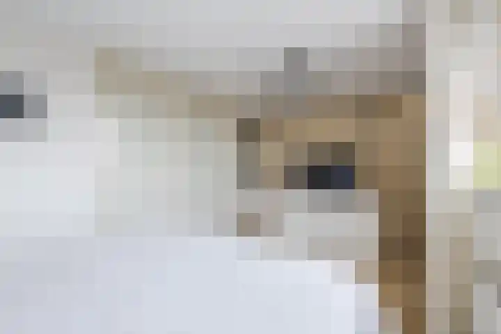 Buizerd 11 Veldhoven thumbnail 24