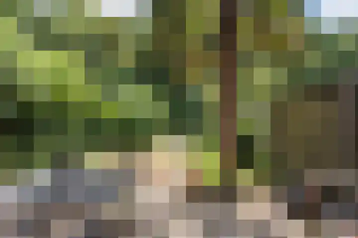 Buizerd 114 Blaricum thumbnail 27