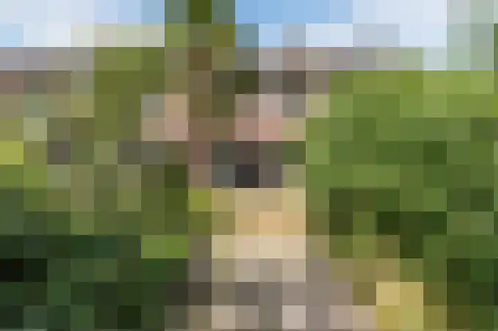 Buizerd 114 Blaricum thumbnail 30