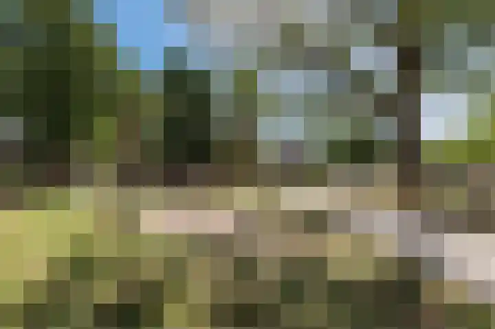Buizerd 114 Blaricum thumbnail 32