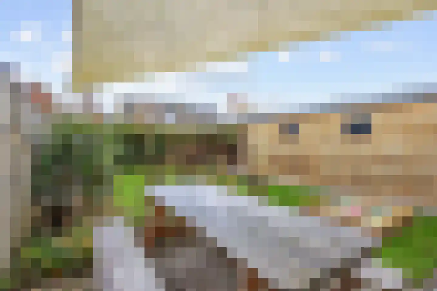 Buizerd 12 Baflo thumbnail 36