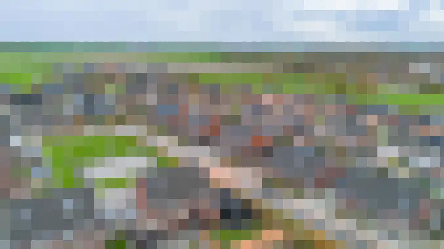 Buizerd 12 Baflo thumbnail 41