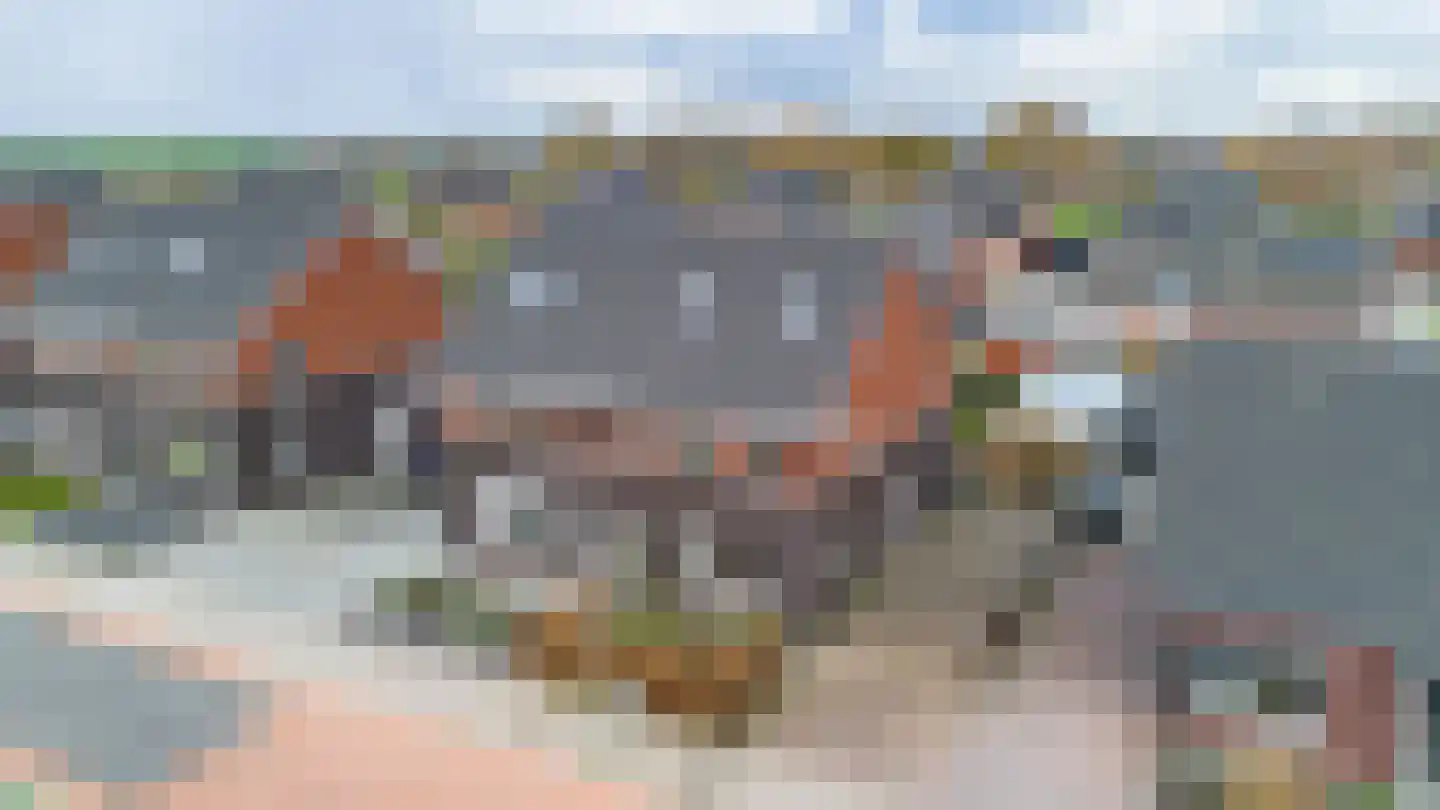 Buizerd 12 Baflo thumbnail 44