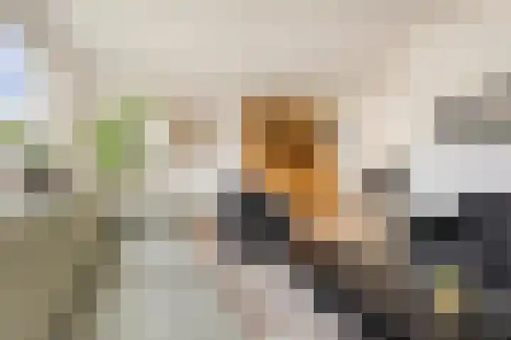 Buizerd 13 Bedum thumbnail 18