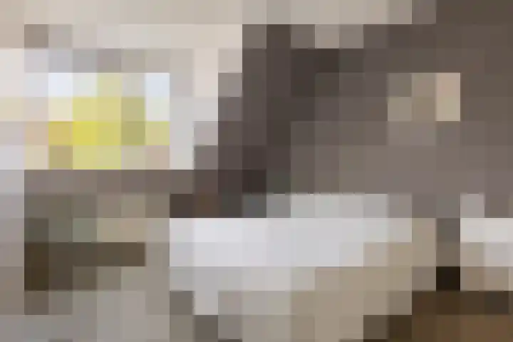 Buizerd 13 Bedum thumbnail 26