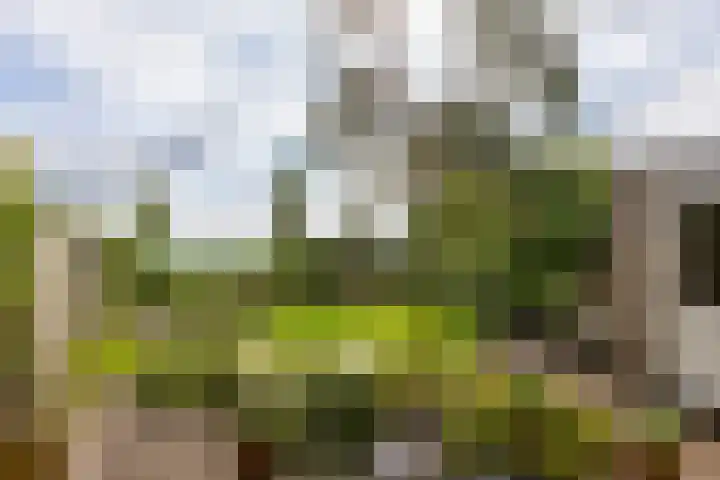 Buizerd 13 Bedum thumbnail 33