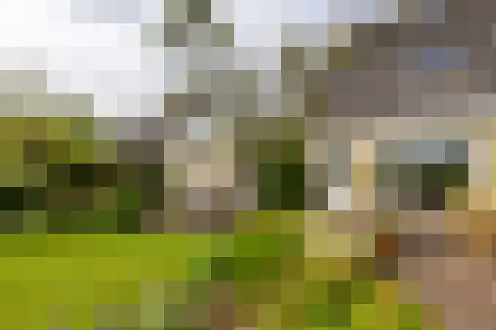 Buizerd 13 Bedum thumbnail 34