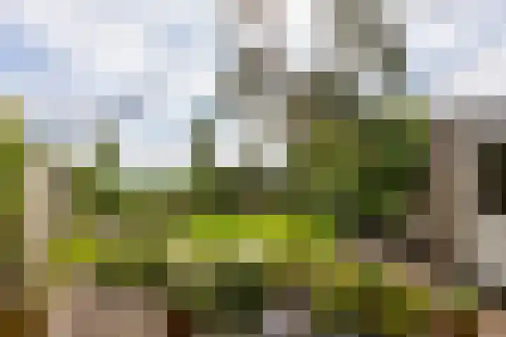 Buizerd 13 Bedum thumbnail 5