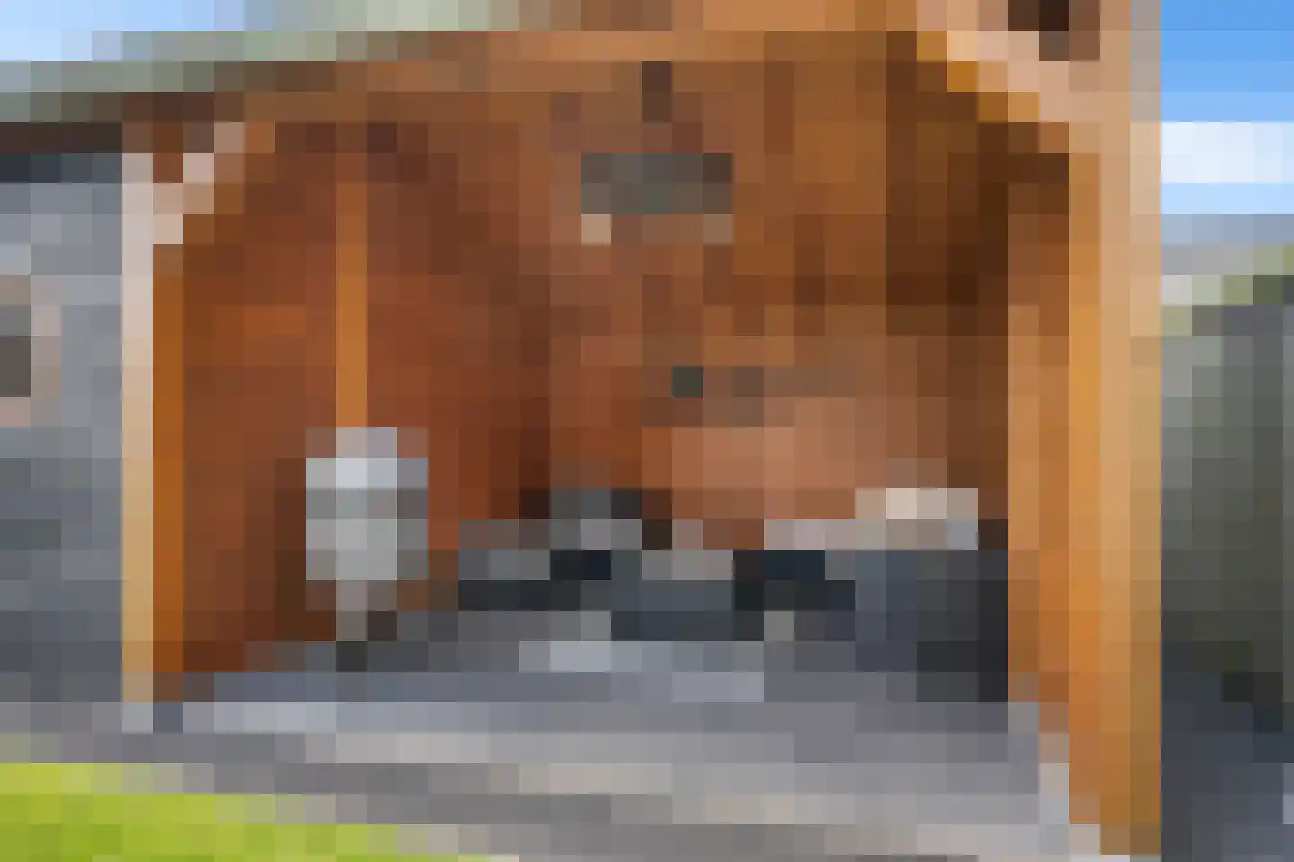 Buizerd 14 Baflo thumbnail 31