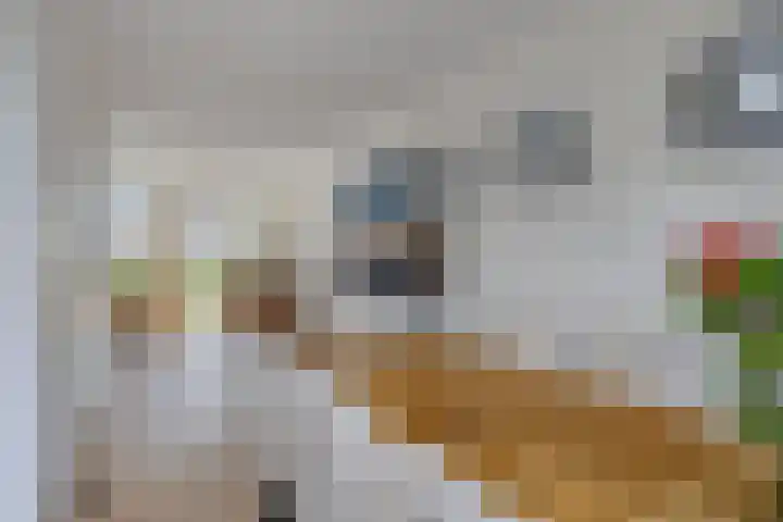 Buizerd 20 Baflo thumbnail 12