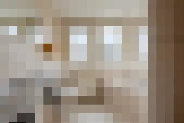 Buizerd 20 Baflo thumbnail 20